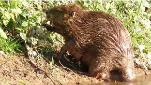 வேகமாக பரவும் எலிக்காய்ச்சல்: நோய்த் தடுப்பு, விழிப்புணர்வு நடவடிக்கை தேவை! பா.ம.க. ராமதாஸ்