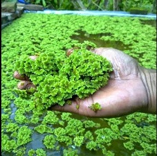 azolla