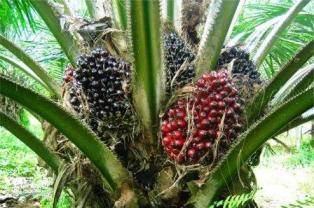 எண்ணெய் பனை சாகுபடிக்கு அதிக அளவில் மானியம், வேளாண்மை துறை விவசாயிகளுக்கு மானியம்