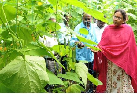 பசுமைக்குடிலில் சாகுபடி செய்யப்படும் வெள்ளரி : பெரம்பலூர் ஆட்சியர் பார்வையிட்டார்