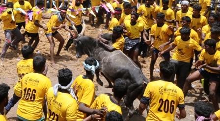 பெரம்பலூர் அருகே உள்ள விசுவக்குடியில் ஜல்லிக்கட்டு : 300 காளைகள் கலந்து கொண்டன
