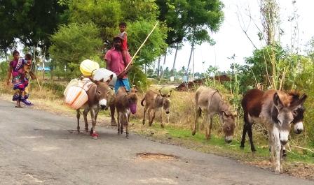 பெரம்பலூர் மாவட்டத்தில் கழுதை பாலுக்கு திடீர் மவுசு: 100 மில்லி ரூ.500க்கு விற்பனை