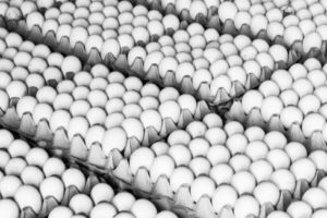 நாமக்கல்லில் முட்டை விலை 10 பைசா உயர்வு ஒரு முட்டை விலை 360 பைசாவாக நிர்ணயம்!