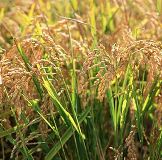 விவசாயிகள் அவதி : நெல் கொள்முதல் விலைகளை உடனே அறிவிக்க வேண்டும்! பா.ம.க ராமதாஸ்