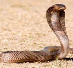 பெரம்பலூர் அருகே பாம்பு கடித்து பெண் விவசாயி பலி !