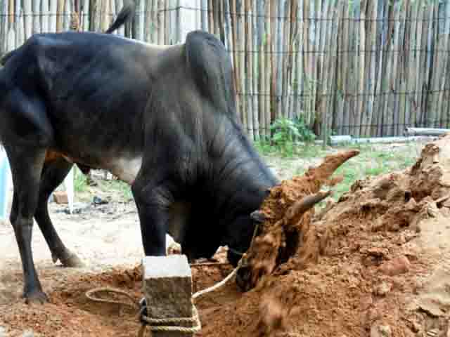 தொண்டைமாந்துறையில் ஜல்லிக்கட்டு : முன்னேற்பாட்டு பணிகள் குறித்து பெரம்பலூர் கலெக்டர் தலைமையில் ஆய்வு கூட்டம்!