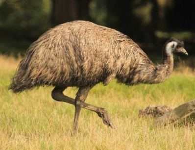செல்லம் ஈமு பார்ம்ஸ், வேலவன் கார்டன் சிட்டி பறிமுதல் செய்யப்பட்ட சொத்துக்கள் : நாளை பொது ஏலம்