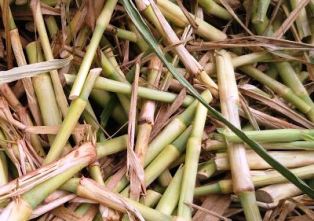 நாமக்கல் விவசாயிகளுக்கு கோ-4 தீவன கரணைகள் விற்பனைக்கு தயார்