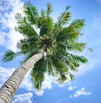 தென்னையில் ஒருங்கிணைந்த பூச்சி, நோய் நிர்வாகம் குறித்து நாமக்கல்லில் இலவச பயிற்சி முகாம்