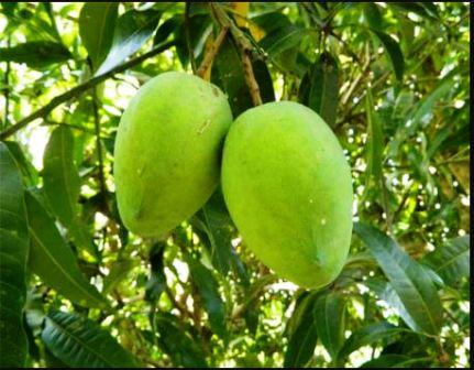 மா, கொய்யா, மாதுளையில் சாதாரண மற்றும் அடர் நடவு சாகுபடித் தொழில்நுட்பங்கள் இலவச பயிற்சி