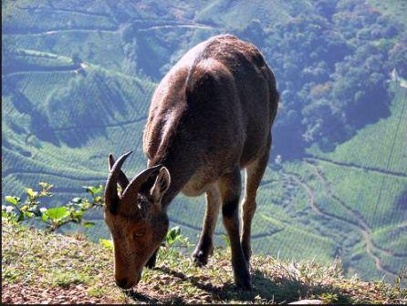 பல்லுயிர் மேலாண்மைக் குழு, மரங்கள் ஆணையம் அமைக்க நீதிமன்றம் ஆணை: பாமகவின் வெற்றி! ராமதாஸ்