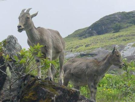 புயல் பாதிப்பு: வனத்துறை பணிகளுக்கான போட்டித்தேர்வை ஒத்தி வைக்க வேண்டும்! பாமக ராமதாஸ்