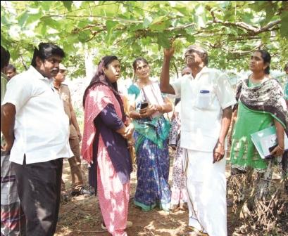 தோட்டக்கலைத் துறை திட்டப் பணிகள் குறித்து நாமக்கல் ஆட்சியர் நேரில் ஆய்வு