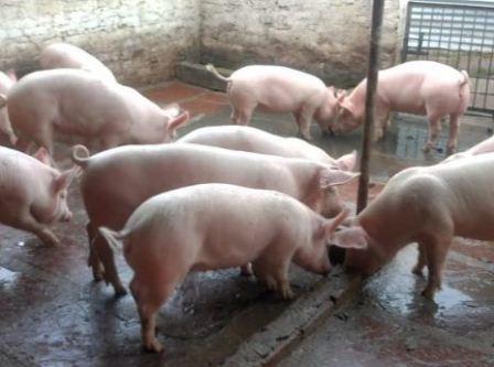 நாமக்கல் அருகே உள்ள கொல்லிமலை மலைவாழ்மக்களுக்கு பன்றி வளர்ப்பு குறித்து பயிற்சி