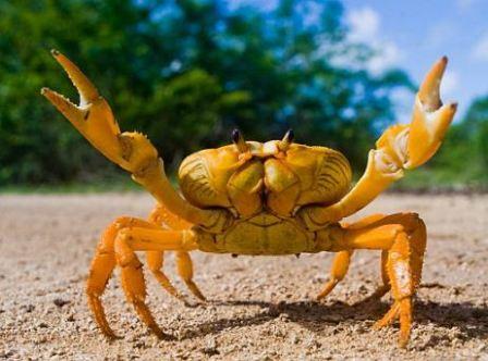 நாமக்ல்லில் நண்டு வளர்ப்பு குறித்த இலவச பயிற்சி : வேளாண் அறிவியல் மையம் அறிவிப்பு