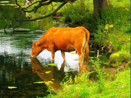 நிலத்தடி நீர்வளம் பெருக்க மழைநீர் சேமிப்பு திட்டத்தை தீவிர இயக்கமாக்க வேண்டும்! பாமக ராமதாஸ்