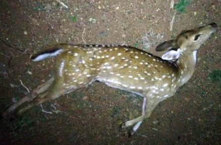 பெரம்பலூர் அருகே கம்பி வேலியில் சிக்கி புள்ளி மான் உயிரிழப்பு!