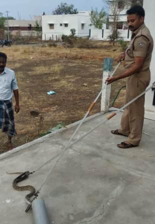 பெரம்பலூரில் வீட்டிற்குள் புகுந்த கண்ணாடி விரியன் பாம்பு ; தீயணைப்புத் துறையினர் பிடித்து வனப்பகுதியில் விட்டனர்