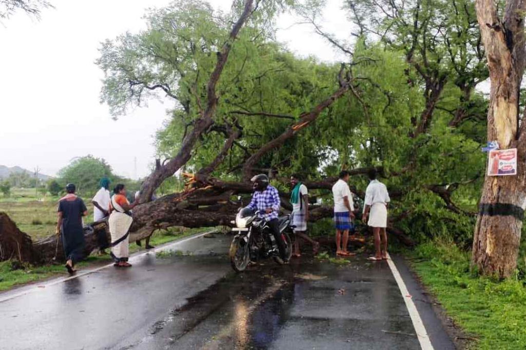 பெரம்பலூர் பல்வேறு இடங்களில் நேற்று இடி- மின்னலுடன் மழை! மரங்கள் சாய்ந்தன!!