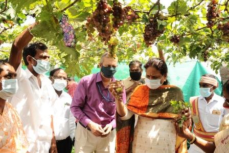 இயற்கை முறையில் திராட்சை சாகுபடி செய்யும் விவசாயி வயலை கலெக்டர் சாந்தா நேரில் பார்வயிட்டு ஆய்வு