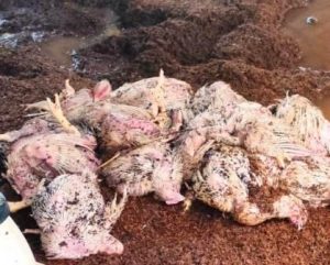 பெரம்பலூர்: கனமழையால், காட்டு வெள்ளம் பண்ணையில் புகுந்தது; 2 ஆயிரம் கோழிகள் பலி!