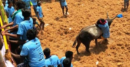 அன்னமங்கலத்தில் ஜல்லிக்கட்டு; 580 காளைகள் பங்கேற்பு, 48 வீரர்கள் காயம்!
