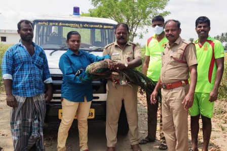 கிணற்றில் விழுந்து தத்ளித்த மயிலை மீட்ட பெரம்பலூர் தீயணைப்பு படை வீரர்கள்!