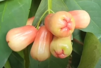 பெரம்பலூர் அருகே வாட்டர் ஆப்பிள் : விற்பனை செய்ய முடியாமல் விவசாயி அவதி!