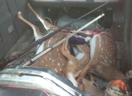 ஆடு கொள்ளையர்களை தேடிய பெரம்பலூர் போலீசாருக்கு, மான் வேட்டை கும்பல் சிக்கியது; 2 துப்பாக்கிகள், 3 மான்கள், ஒரு வேன் பறிமுதல்!