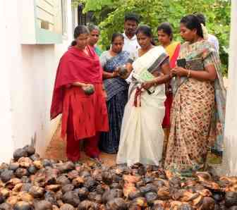 குளங்கள், ஏரி கரைகளில் 30 ஆயிரம் பனை விதைகள் நடும் பணி : பெரம்பலூர் கலெக்டர் தொடங்கி வைத்தார்!