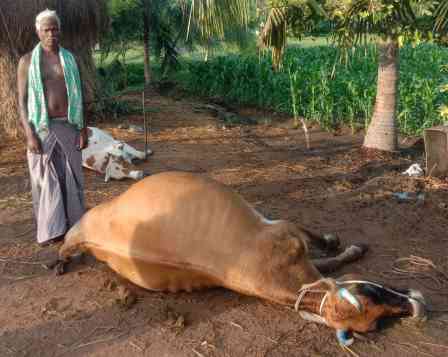பெரம்பலூர் அருகே இடிதாக்கி 2 மாடுகள் பலி!