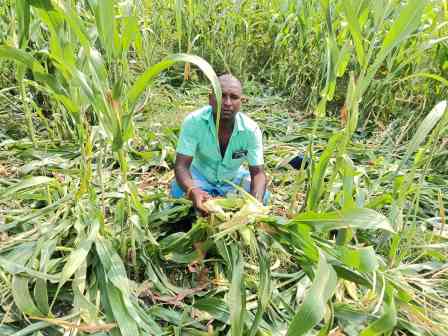பெரம்பலூர் அருகே விவசாயிகளின் வயலை நாசம் செய்யும் வனவிலங்குகள் : இழப்பீடு வழங்க வனத்துறைக்கு கோரிக்கை!
