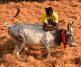 பெரம்பலூர்: ஜல்லிக்கட்டுப் போட்டிகளுக்கு அரசின் வழிகாட்டி நெறிமுறைகள் : கலெக்டர் தகவல்!