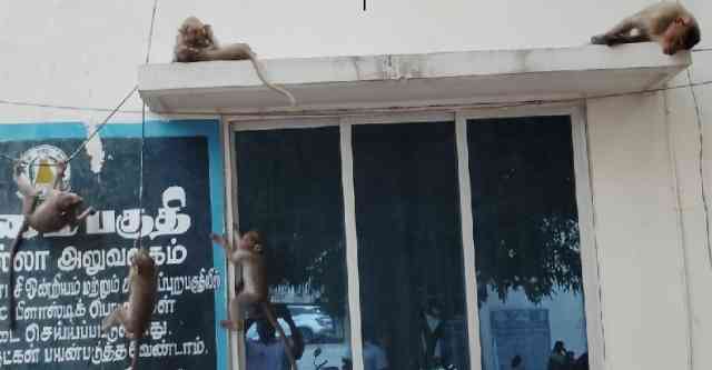 குரங்குகளின் கூடராமாக மாறி வரும் வேப்பந்தட்டை யூனியன் ஆபீஸ்; பொதுமக்கள் அச்சம்