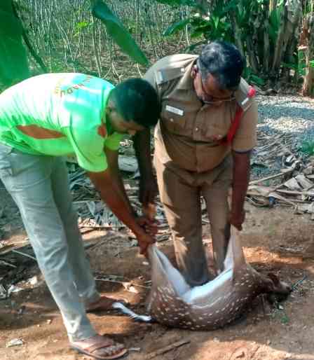 பெரம்பலூர் வீட்டின் 3வது மாடியில் விரியன் பாம்பு! மலையாளப்பட்டியில் மான் மீட்பு!!