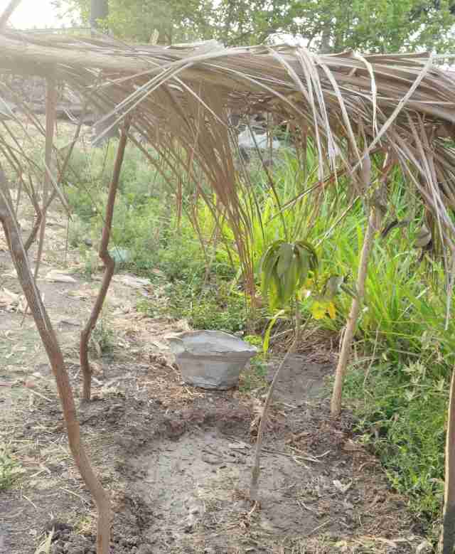 பெரம்பலூர்: கத்திரி வெயிலில் இருந்த மா செடியை காக்க பந்தல் போட்ட விவசாயி!