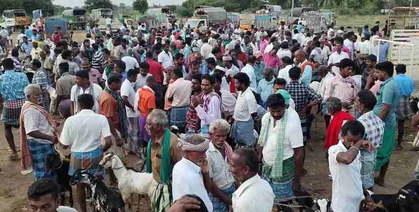 பெரம்பலூர்: சிறுவாச்சூர் ஆட்டுச் சந்தையில், ரம்ஜானை முன்னிட்டு, இரவோடு இரவாக விற்றுத்தீர்ந்த ஆடுகள்; காலையில் வந்த வியாரிகள் ஏமாற்றத்துடன் திரும்பினர்!
