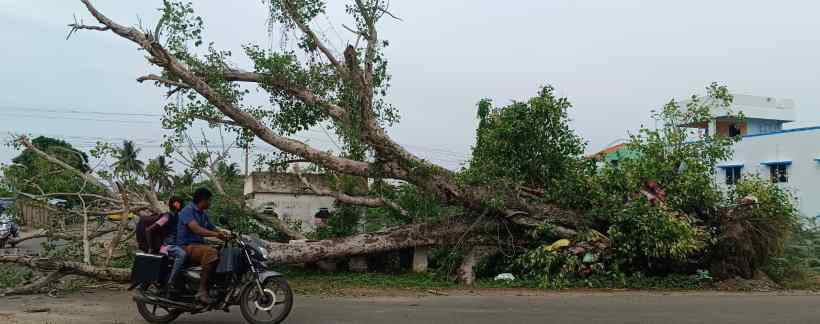 பெரம்பலூர் அருகே காற்று மழையால் வேரோடு சாய்ந்த அரசமரம்; போக்குவரத்து பாதிப்பு!