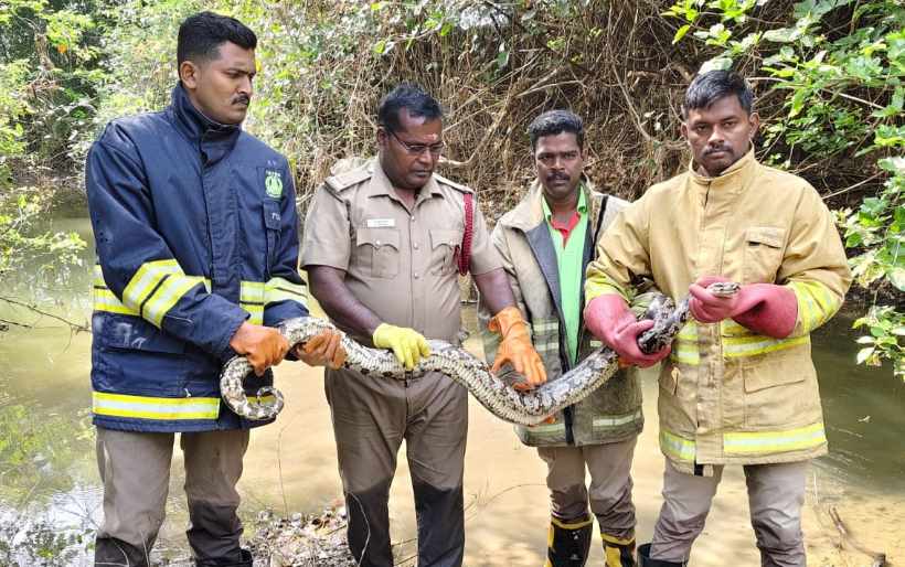 பெரம்பலூர்: மீன் வலையில் சிக்கிய மலைப்பாம்பை மீட்டு, வனத்தில் விட்ட தீயணைப்பு படை வீரர்கள்!