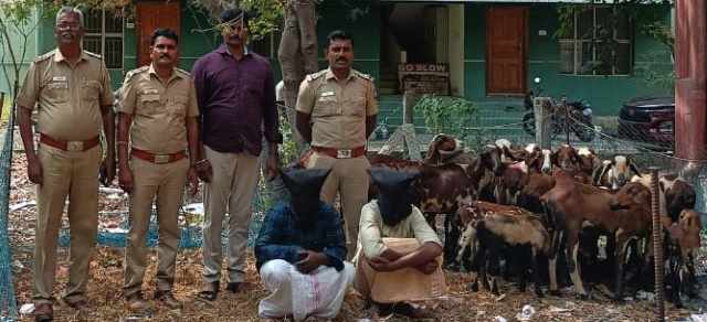 பெரம்பலூர்: ஆடு திருடர்கள் கைது; களவு போன ஆடுகளும் மீட்பு; ஒரு வாரத்தில் துரித நடவடிக்கை! போலீசாருக்கு பொதுமக்கள் பாராட்டு!