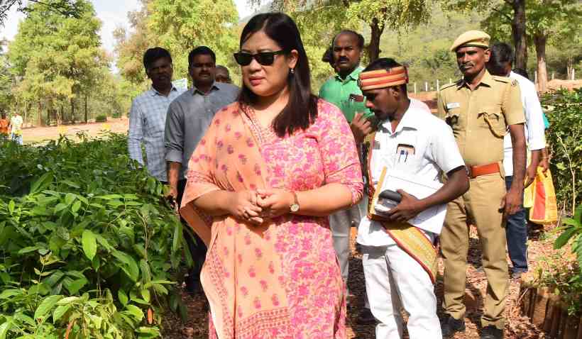 பெரம்பலூர்: மக்களுக்கு தேவையான மரக்கன்றுகளை இலவசமாக பெற்றுக் கொள்ளலாம்; கலெக்டர் தகவல்!